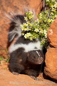 Striped skunk.  The striped skunk prefers somewhat open areas with a mixture of habitats such as woods, grasslands, and agricultural clearings. They are usually never found further than two miles from a water source. They are also often found in suburban areas because of the abundance of buildings that provide them with cover, Mephitis mephitis