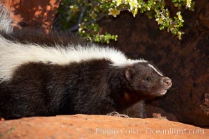 Striped skunk.  The striped skunk prefers somewhat open areas with a mixture of habitats such as woods, grasslands, and agricultural clearings. They are usually never found further than two miles from a water source. They are also often found in suburban areas because of the abundance of buildings that provide them with cover, Mephitis mephitis