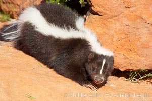 Striped skunk.  The striped skunk prefers somewhat open areas with a mixture of habitats such as woods, grasslands, and agricultural clearings. They are usually never found further than two miles from a water source. They are also often found in suburban areas because of the abundance of buildings that provide them with cover, Mephitis mephitis