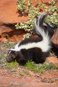 Striped skunk.  The striped skunk prefers somewhat open areas with a mixture of habitats such as woods, grasslands, and agricultural clearings. They are usually never found further than two miles from a water source. They are also often found in suburban areas because of the abundance of buildings that provide them with cover, Mephitis mephitis