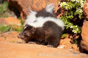 Striped skunk.  The striped skunk prefers somewhat open areas with a mixture of habitats such as woods, grasslands, and agricultural clearings. They are usually never found further than two miles from a water source. They are also often found in suburban areas because of the abundance of buildings that provide them with cover, Mephitis mephitis
