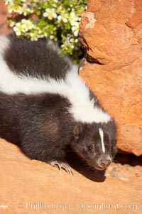 Striped skunk.  The striped skunk prefers somewhat open areas with a mixture of habitats such as woods, grasslands, and agricultural clearings. They are usually never found further than two miles from a water source. They are also often found in suburban areas because of the abundance of buildings that provide them with cover., Mephitis mephitis, natural history stock photograph, photo id 12066
