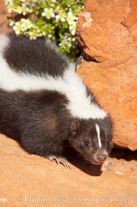 Striped skunk.  The striped skunk prefers somewhat open areas with a mixture of habitats such as woods, grasslands, and agricultural clearings. They are usually never found further than two miles from a water source. They are also often found in suburban areas because of the abundance of buildings that provide them with cover, Mephitis mephitis