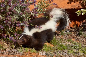 Striped skunk.  The striped skunk prefers somewhat open areas with a mixture of habitats such as woods, grasslands, and agricultural clearings. They are usually never found further than two miles from a water source. They are also often found in suburban areas because of the abundance of buildings that provide them with cover, Mephitis mephitis