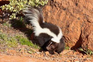 Striped skunk.  The striped skunk prefers somewhat open areas with a mixture of habitats such as woods, grasslands, and agricultural clearings. They are usually never found further than two miles from a water source. They are also often found in suburban areas because of the abundance of buildings that provide them with cover, Mephitis mephitis