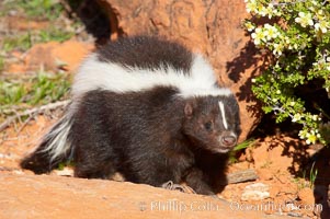 Striped skunk.  The striped skunk prefers somewhat open areas with a mixture of habitats such as woods, grasslands, and agricultural clearings. They are usually never found further than two miles from a water source. They are also often found in suburban areas because of the abundance of buildings that provide them with cover, Mephitis mephitis