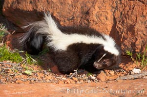 Striped skunk.  The striped skunk prefers somewhat open areas with a mixture of habitats such as woods, grasslands, and agricultural clearings. They are usually never found further than two miles from a water source. They are also often found in suburban areas because of the abundance of buildings that provide them with cover, Mephitis mephitis