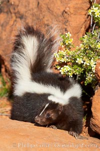 Striped skunk.  The striped skunk prefers somewhat open areas with a mixture of habitats such as woods, grasslands, and agricultural clearings. They are usually never found further than two miles from a water source. They are also often found in suburban areas because of the abundance of buildings that provide them with cover, Mephitis mephitis