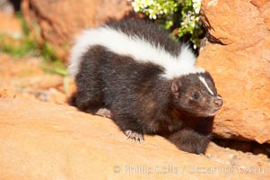 Striped skunk.  The striped skunk prefers somewhat open areas with a mixture of habitats such as woods, grasslands, and agricultural clearings. They are usually never found further than two miles from a water source. They are also often found in suburban areas because of the abundance of buildings that provide them with cover, Mephitis mephitis