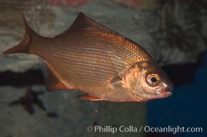 Striped sea perch, Embiotoca lateralis