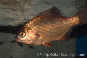 Striped sea perch., Embiotoca lateralis, natural history stock photograph, photo id 07889