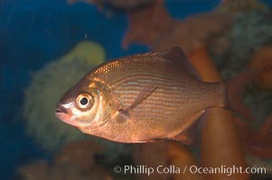 Striped sea perch., Embiotoca lateralis, natural history stock photograph, photo id 07887