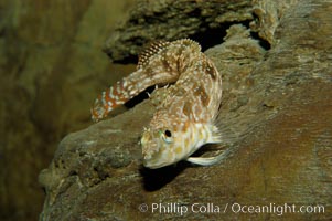 Stripedfin ronquil., Rathbunella hypoplecta, natural history stock photograph, photo id 09435