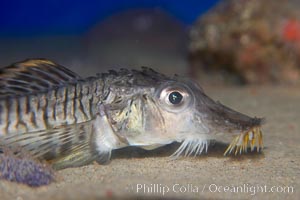 Sturgeon poacher, Podothecus accipenserinus