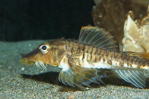 Sturgeon poacher.  This fishes uses its barbels (the whisker-like organs under its chin) to sense food along the ocean bottom, Agonus acipenserinus
