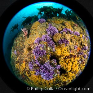 Purple hydrocoral  Stylaster californicus and yellow zoanthid anemone Epizoanthus giveni, Farnsworth Banks, Catalina Island, Allopora californica, Stylaster californicus, Epizoanthus giveni