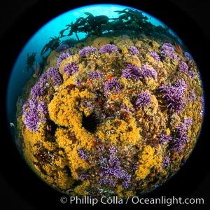 Purple hydrocoral  Stylaster californicus and yellow zoanthid anemone Epizoanthus giveni, Farnsworth Banks, Catalina Island, Allopora californica, Stylaster californicus, Epizoanthus giveni