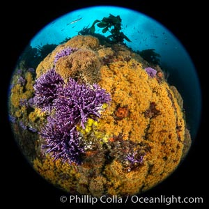 Purple hydrocoral  Stylaster californicus and yellow zoanthid anemone Epizoanthus giveni, and clusters of hydroids, Farnsworth Banks, Catalina Island, Allopora californica, Stylaster californicus, Epizoanthus giveni