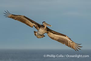 Subadult Brown Pelican Flying Over Ocean in Morning Sun, wings spread wide, Pelecanus occidentalis, Pelecanus occidentalis californicus, La Jolla, California