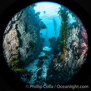 Spectacular underwater rocky reef topography at San Clemente Island, typified by crevices, walls and profuse vertical relief on the rocky ocean bottom below the kelp forest