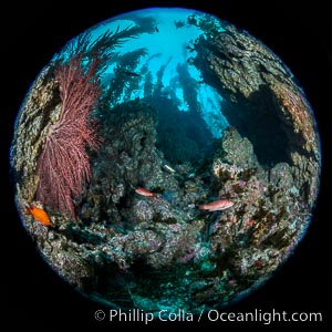 Spectacular underwater rocky reef topography at San Clemente Island, typified by crevices, walls and profuse vertical relief on the rocky ocean bottom below the kelp forest, Muricea fruticosa