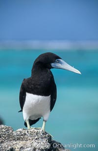 Brown booby.
