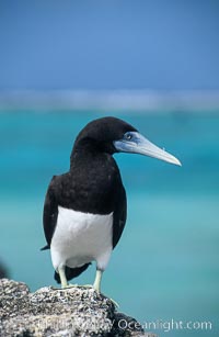 Brown booby, Sula leucogaster, Rose Atoll National Wildlife Sanctuary