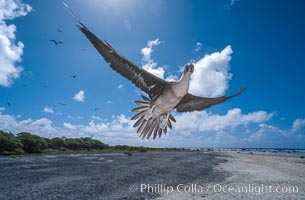 Brown booby, Sula leucogaster, Rose Atoll National Wildlife Sanctuary