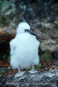 Brown booby, chick. Cocos Island, Costa Rica, Sula leucogaster, natural history stock photograph, photo id 03257
