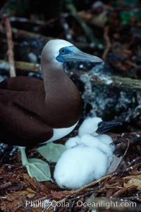 Brown booby, adult and chick at nest, Sula leucogaster, Cocos Island