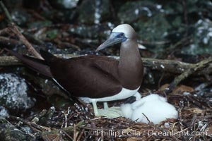 Brown booby, adult and chick at nest, Sula leucogaster, Cocos Island