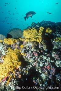 sulfur sponges, Roca Ben