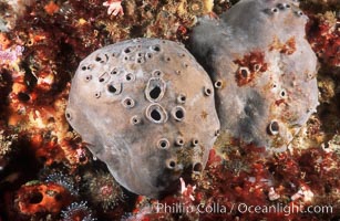 Sulfur sponges on rocky California reef