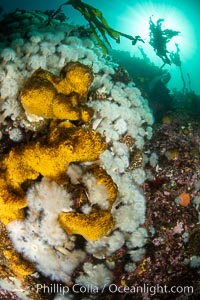 Yellow sulphur sponge and white metridium anemones, on a cold water reef teeming with invertebrate life. Browning Pass, Vancouver Island.