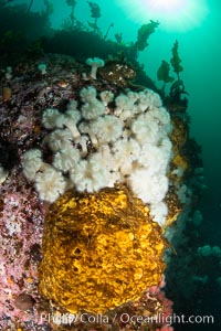 Yellow sulphur sponge and white metridium anemones, on a cold water reef teeming with invertebrate life. Browning Pass, Vancouver Island, Halichondria panicea, Metridium senile