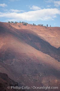 Sparse trees along island crest catch moisture from clouds, Guadalupe Island (Isla Guadalupe)