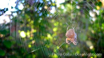 Sun spider, Rancho Santa Fe, California