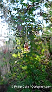Sun spider, Rancho Santa Fe, California