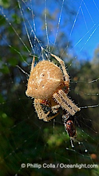 Sun spider, Rancho Santa Fe, California