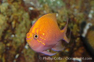 Sunburst anthias, Serranocirrhitus latus