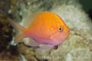 Sunburst anthias, Serranocirrhitus latus