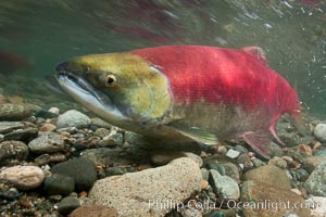 Adams River sockeye salmon.  A female sockeye salmon swims upstream in the Adams River to spawn, having traveled hundreds of miles upstream from the ocean, Oncorhynchus nerka, Roderick Haig-Brown Provincial Park, British Columbia, Canada