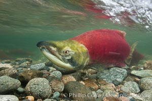 A male sockeye salmon, showing injuries sustained as it migrated hundreds of miles from the ocean up the Fraser River, swims upstream in the Adams River to reach the place where it will fertilize eggs laid by a female in the rocks.  It will die soon after spawning.