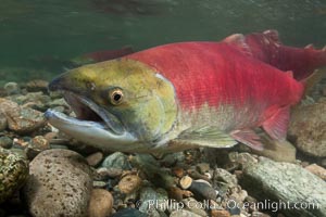 Adams River sockeye salmon.  A female sockeye salmon swims upstream in the Adams River to spawn, having traveled hundreds of miles upstream from the ocean, Oncorhynchus nerka, Roderick Haig-Brown Provincial Park, British Columbia, Canada