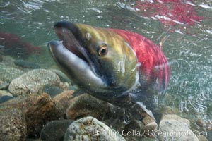 Adams River sockeye salmon.  A female sockeye salmon swims upstream in the Adams River to spawn, having traveled hundreds of miles upstream from the ocean, Oncorhynchus nerka, Roderick Haig-Brown Provincial Park, British Columbia, Canada