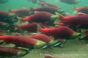 A school of sockeye salmon, swimming up the Adams River to spawn, where they will lay eggs and die, Oncorhynchus nerka, Roderick Haig-Brown Provincial Park, British Columbia, Canada