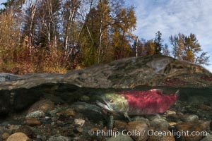 A sockeye salmon swims in the shallows of the Adams River, with the surrounding forest visible in this split-level over-under photograph, Oncorhynchus nerka, Roderick Haig-Brown Provincial Park, British Columbia, Canada