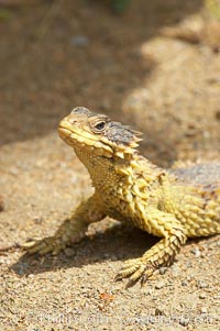 Sungazer lizard., Cordylus giganteus, natural history stock photograph, photo id 12557