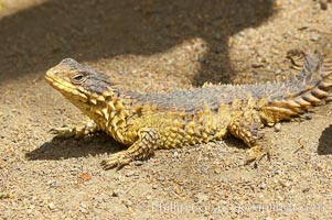 Sungazer lizard, Cordylus giganteus