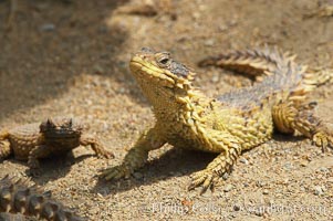 Sungazer lizard, Cordylus giganteus